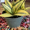 Sansevieria Golden Hahnii Snake Plant - Live Houseplant - Compact Size - Image 1
