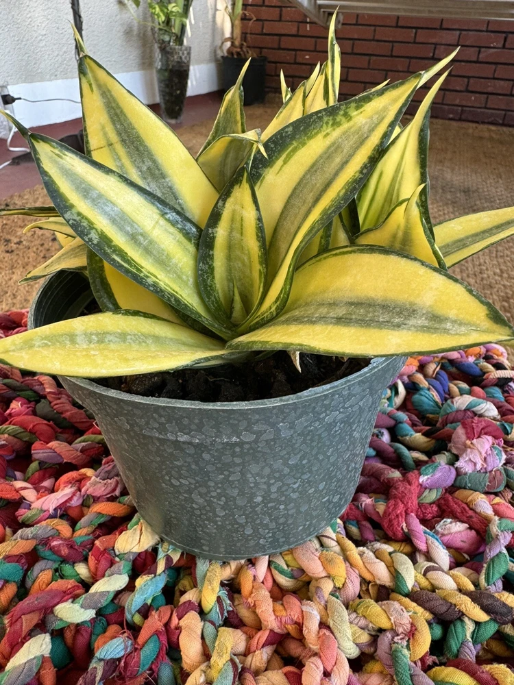 Sansevieria Golden Hahnii Snake Plant - Live Houseplant - Compact Size - Image 1