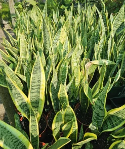 Sansevieria Yellow Snake Plant Live Plant – 6in Pot – Air Purifying – Indoor - Image 2