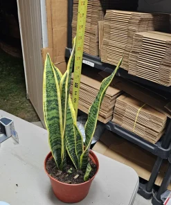 Sansevieria Yellow Snake Plant Live Plant – 6in Pot – Air Purifying – Indoor - Image 3