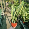 Sansevieria Yellow Snake Plant Live Plant – 6in Pot – Air Purifying – Indoor - Image 1