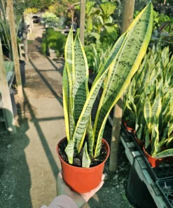 Sansevieria Yellow Snake Plant Live Plant – 6in Pot – Air Purifying – Indoor - Image 1
