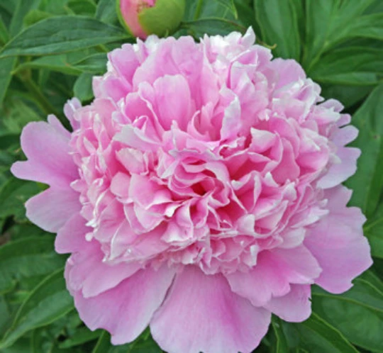 Sarah Bernhardt Peony Bare Root - Live Perennial Pink Double Flower Bulb - Image 2
