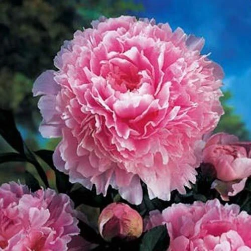 Sarah Bernhardt Peony Bare Root - Live Perennial Pink Double Flower Bulb - Image 5