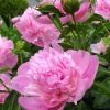 Sarah Bernhardt Peony Bare Root - Live Perennial Pink Double Flower Bulb - Image 1