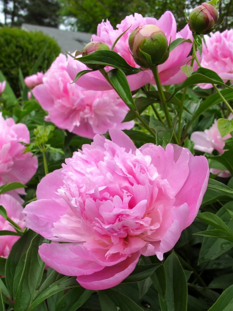 Sarah Bernhardt Peony Bare Root - Live Perennial Pink Double Flower Bulb - Image 1