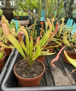 Sarracenia Carnivorous Plant - Live Pitcher Plant for Home & Garden - Image 2