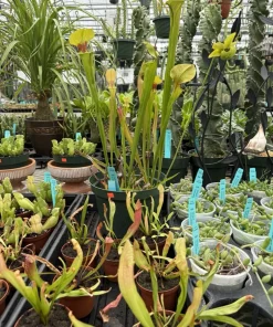 Sarracenia Carnivorous Plant - Live Pitcher Plant for Home & Garden - Image 3