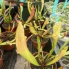 Sarracenia Carnivorous Plant - Live Pitcher Plant for Home & Garden - Image 1