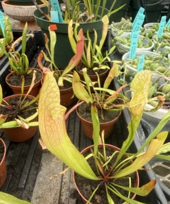 Sarracenia Carnivorous Plant - Live Pitcher Plant for Home & Garden - Image 1