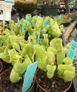 Sarracenia Pitcher Plant Live - Carnivorous Plant for Bog Gardens & Terrariums - Image 2