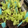 Sarracenia Pitcher Plant Live - Carnivorous Plant for Bog Gardens & Terrariums - Image 1