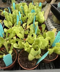 Sarracenia Pitcher Plant Live - Carnivorous Plant for Bog Gardens & Terrariums - Image 1