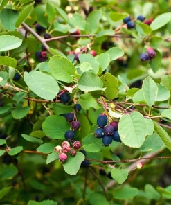 Saskatoon Serviceberry Live Plant - Amelanchier alnifolia - 1 Quart Pot - Image 1
