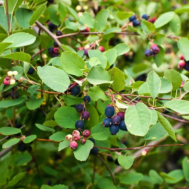 Saskatoon Serviceberry Live Plant - Amelanchier alnifolia - 1 Quart Pot - Image 1