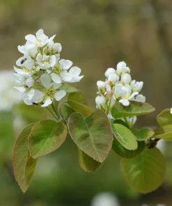 Saskatoon Serviceberry Live Plant - Amelanchier alnifolia - 1 Quart Pot - Image 2