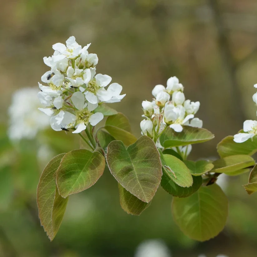 Saskatoon Serviceberry Live Plant - Amelanchier alnifolia - 1 Quart Pot - Image 2