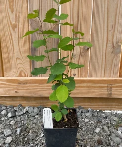 Saskatoon Serviceberry Live Plant - Amelanchier alnifolia - 1 Quart Pot - Image 3