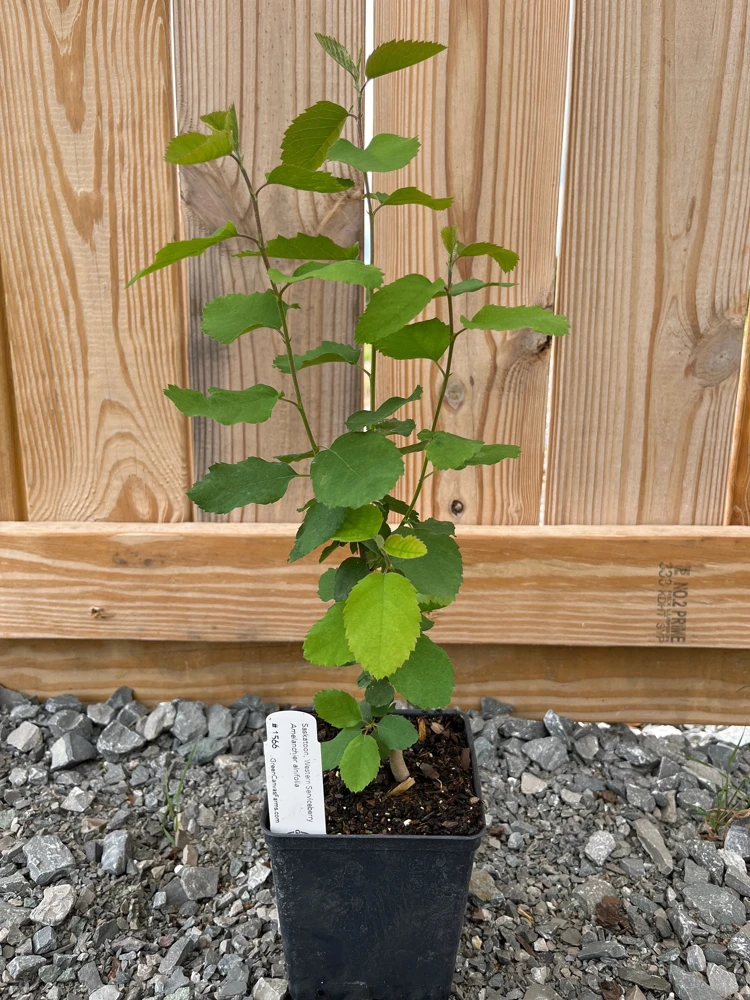 Saskatoon Serviceberry Live Plant - Amelanchier alnifolia - 1 Quart Pot - Image 3