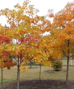 Sassafras Live Tree (Sassafras albidum) Native Shade Tree, 15-20" Tall, 1 Gallon - Image 2