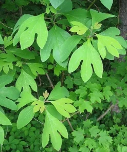 Sassafras Live Tree (Sassafras albidum) Native Shade Tree, 15-20
