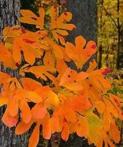 Sassafras Live Tree (Sassafras albidum) Native Shade Tree, 15-20