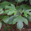 Sassafras Live Tree (Sassafras albidum) Native Shade Tree, 15-20" Tall, 1 Gallon - Image 1