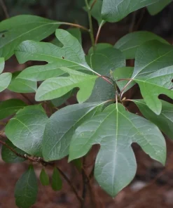Sassafras Live Tree (Sassafras albidum) Native Shade Tree, 15-20" Tall, 1 Gallon - Image 1