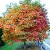Sassafras Tree Live Plant – 6-12" Tall Common Sassafras Seedling Outdoor Tree - Image 1