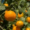 Satsuma Mandarin Tree - 2-5 Inch Live Plant, Potted, Cold Hardy Indoor/Outdoor Citrus - Image 1
