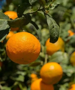 Satsuma Mandarin Tree - 2-5 Inch Live Plant, Potted, Cold Hardy Indoor/Outdoor Citrus - Image 1