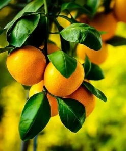 Satsuma Mandarin Tree - 2-5 Inch Live Plant, Potted, Cold Hardy Indoor/Outdoor Citrus - Image 3
