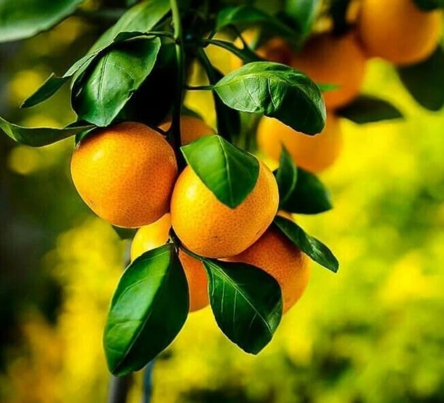 Satsuma Mandarin Tree - 2-5 Inch Live Plant, Potted, Cold Hardy Indoor/Outdoor Citrus - Image 3