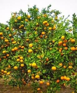 Satsuma Mandarin Tree - 2-5 Inch Live Plant, Potted, Cold Hardy Indoor/Outdoor Citrus - Image 4