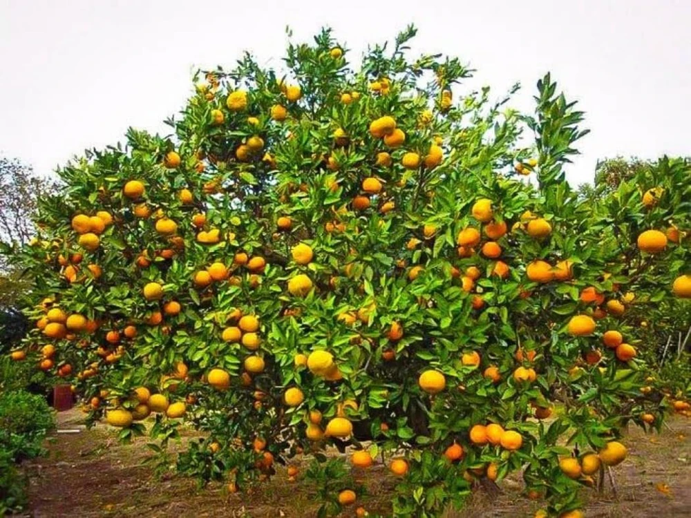 Satsuma Mandarin Tree - 2-5 Inch Live Plant, Potted, Cold Hardy Indoor/Outdoor Citrus - Image 4