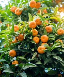 Satsuma Mandarin Tree - 2-5 Inch Live Plant, Potted, Cold Hardy Indoor/Outdoor Citrus - Image 5