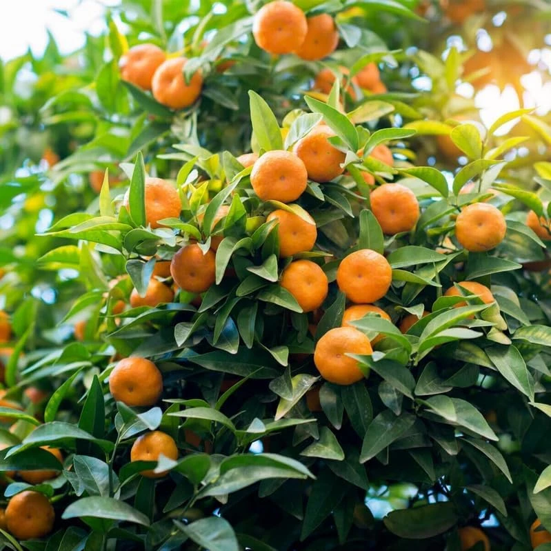 Satsuma Mandarin Tree - 2-5 Inch Live Plant, Potted, Cold Hardy Indoor/Outdoor Citrus - Image 5