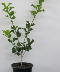 Satyr Hill American Holly Live Plant – Evergreen Shrub – 18-24" Tall – 1 Gallon - Image 2
