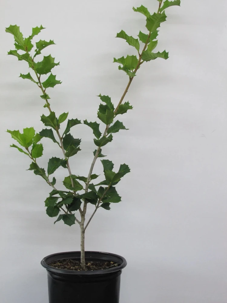 Satyr Hill American Holly Live Plant – Evergreen Shrub – 18-24" Tall – 1 Gallon - Image 2
