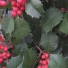 Satyr Hill American Holly Live Plant – Evergreen Shrub – 18-24" Tall – 1 Gallon - Image 1