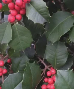 Satyr Hill American Holly Live Plant – Evergreen Shrub – 18-24" Tall – 1 Gallon - Image 1
