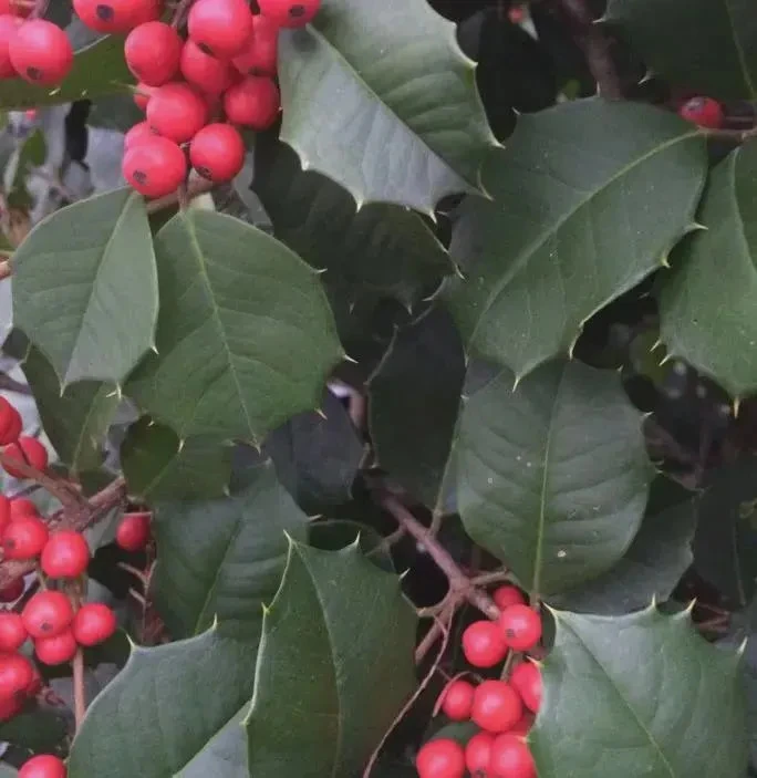 Satyr Hill American Holly Live Plant – Evergreen Shrub – 18-24" Tall – 1 Gallon - Image 1