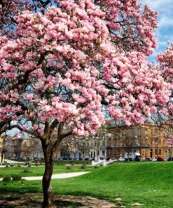 Saucer Magnolia Live Plant - 6-12