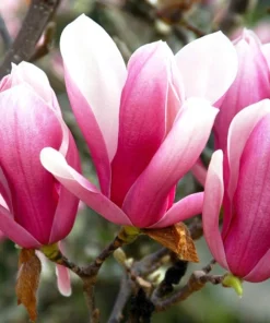 Saucer Magnolia Live Plant - 6-12