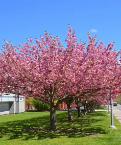Saucer Magnolia Live Plant - 6-12