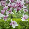 Saucer Magnolia Live Plant - 6-12" Tall, 2.5" Pot - Pink & Purple Blooms - Image 1