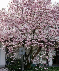 Saucer Magnolia Shrub Tree Live Plant - Fragrant Pink Blooms 6-12