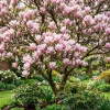 Saucer Magnolia Shrub Tree Live Plant - Fragrant Pink Blooms 6-12" Tall in 2.5" Pot - Image 1