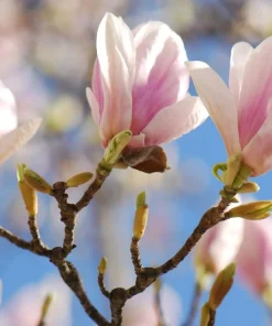 Saucer Magnolia Tree Live Plant - Pink White Flowers, 6-12" Tall, 2.5" Pot, Outdoor Shrub - Image 2