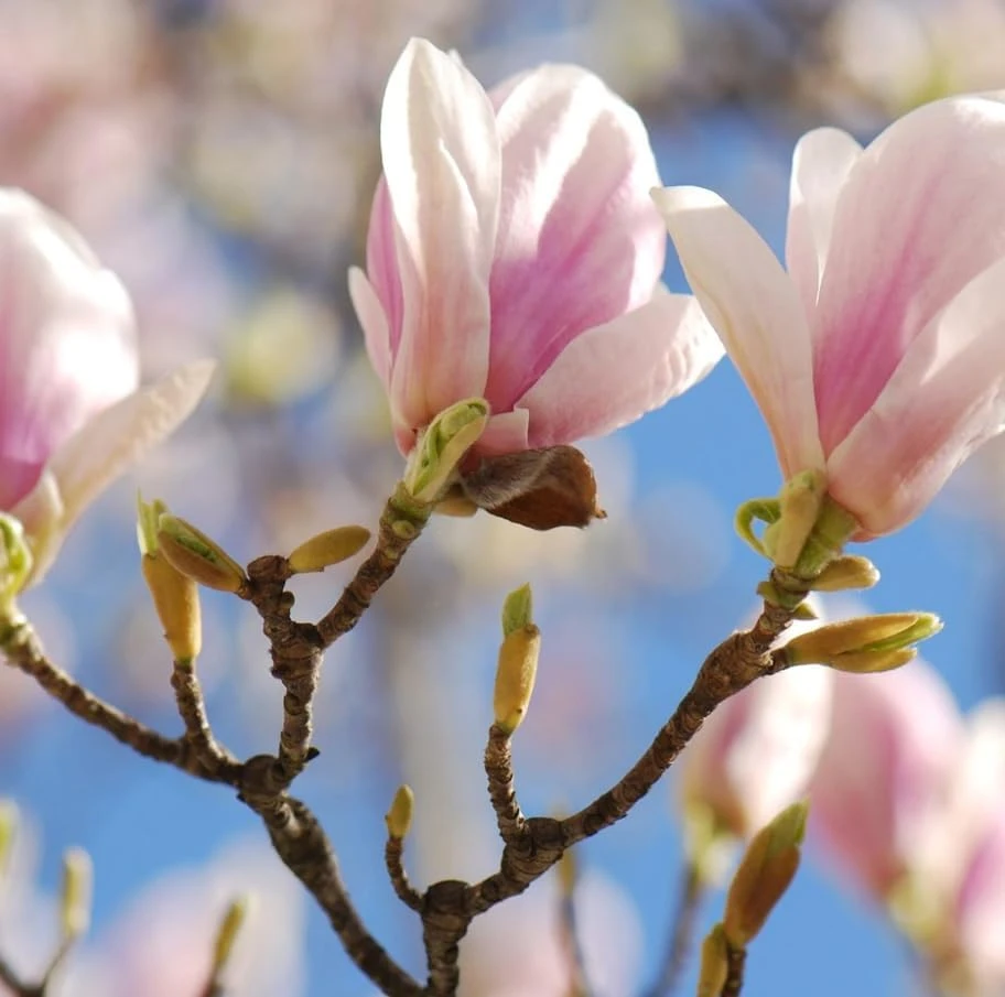 Saucer Magnolia Tree Live Plant - Pink White Flowers, 6-12" Tall, 2.5" Pot, Outdoor Shrub - Image 2